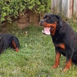 Rottweilers from Von Haus Coleman Rottweilers