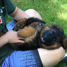 German Shepherd Puppies from Drache Feld