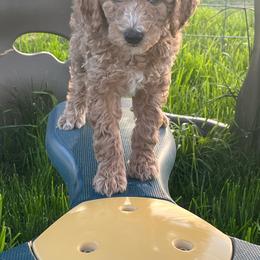 Lizzy - Apricot female Poodle puppy in Caldwell, Idaho from Treasure Valley Poodles