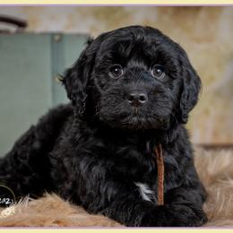 Olwen - Black male Goldendoodle puppy in Connersville, Indiana from Deaz Doodle Ranch