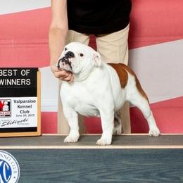 Ro - Bulldog