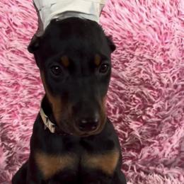Girl 3 - Black and rust female Doberman Pinscher puppy in Centralia, Missouri from TopSpots Farm