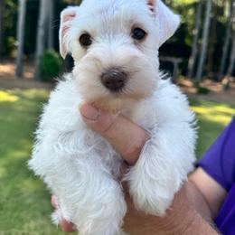 White chocolate female - White female Miniature Schnauzer puppy in Boaz, Alabama from Sweet Home Schnauzers