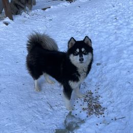 Zero - Siberian Husky