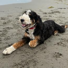 George - Bernedoodle