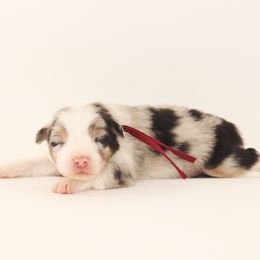 Malibu - Blue merle female Australian Shepherd puppy in Placerville, California from BFF Aussies