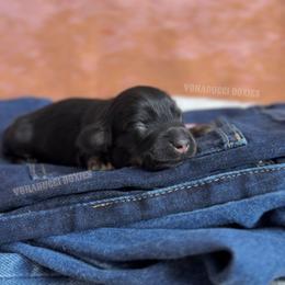 Willie Nelson - Black and tan male Dachshund puppy in Chandler, Arizona from Vonaducci Doxies, LLC.