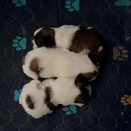 Baby boy 1 - Tricolor male Shih Tzu puppy in Detroit, Michigan from Steel Blue Diamond Kennel