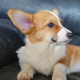 Koko - Pembroke Welsh Corgi
