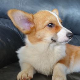 Koko - Pembroke Welsh Corgi