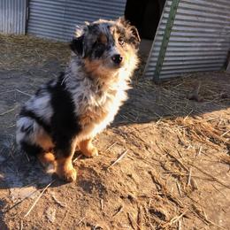 Pembroke Welsh Corgi, Miniature Australian Shepherd, and Toy Australian Shepherd Puppies from Midwest Mini/Toy Aussies