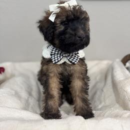 Latte- White - Phantom female Bernedoodle puppy in Oak Hills, California from High Desert Doodles