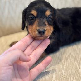 Juliet X Bandit AKC - Black and tan male Dachshund puppy in Delano, Tennessee from Olive Branch Acres