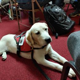 Labrador Retriever Puppies from Ganderwood