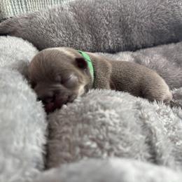 Green collar - Blue fawn male French Bulldog puppy in Santa Rosa, California from Ingram Ranch Frenchies