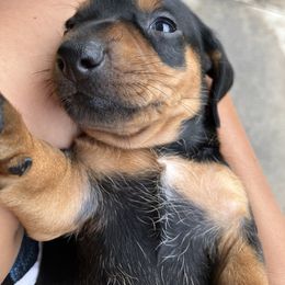 Girl 3 - Black and tan female Dachshund puppy in Hemet, California from Loveable Doxie