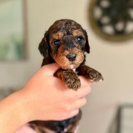 Shakira - Phantom female Goldendoodle puppy in Twin Falls, Idaho from Burrow & Bone