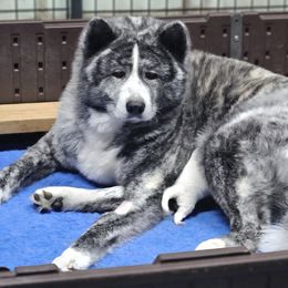 Japanese Akitainu Puppies from Ichigo Japanese Akitainu Kennels