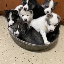 Siberian Husky Puppies from Sandoval Az Husky