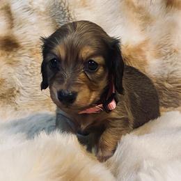 Cannoli-pink collar-2850 - Cream female Dachshund puppy in Great Bend, Pennsylvania from Dashing Doxies
