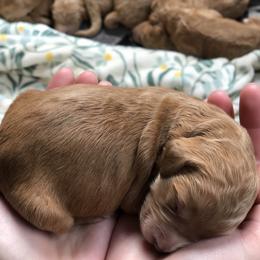 Goldendoodle Puppies from Penny Doodles