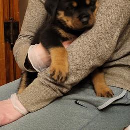 Rottweiler Puppies from Von Nuffosttor Rottweilers