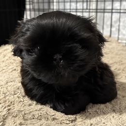 Brownie - Black male Shih Tzu puppy in Richfield, North Carolina from Southern Sass Shih Tzu