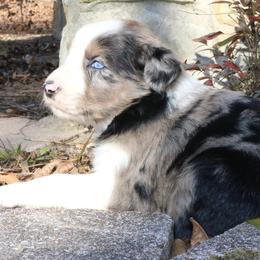 Mitsuri - Blue merle female Australian Shepherd puppy in Macon, Georgia from Shaina’s Shepherds
