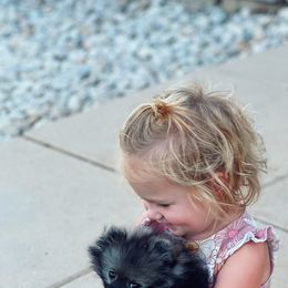 Pomeranian Puppies from Hill Country Poms