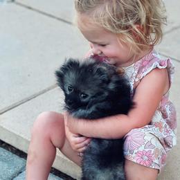 Pomeranian Puppies from Hill Country Poms
