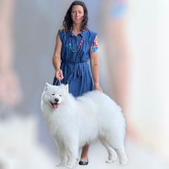 Ike - Samoyed