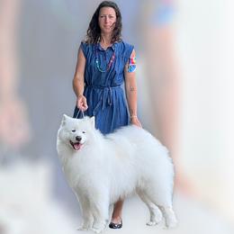 Ike - Samoyed