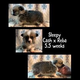 Sleepy - Red male Pembroke Welsh Corgi puppy in Stephenville, Texas from Rising JM Pembrokes