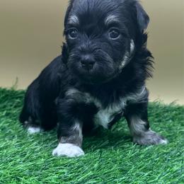 Fluttershy - Black and tan female Havanese puppy in Hendersonville, North Carolina from Kim's Cove