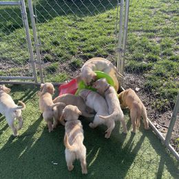 Golden Retriever puppies from Homegrown Goldens