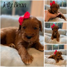 Jelly Bean - Red female Australian Labradoodle puppy in Summerfield, North Carolina from Four Oaks Labradoodles