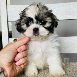 Boy 1 - Sable and white male Shih Tzu puppy in Seguin, Texas from Dolled Up Shih Tzus