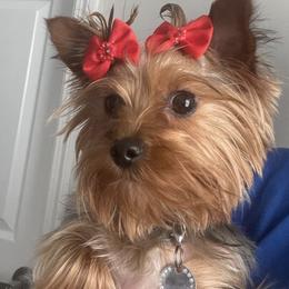 Yorkshire Terriers from Pawsitively Perfect Puppies