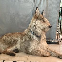 Baxter - Berger Picard