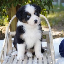 Vixen - Black tri-color female Australian Shepherd puppy in Victoria, Texas from Silvermist Australian Shepherds