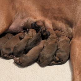 Red collar - Wheaten blk nose male Rhodesian Ridgeback puppy in Middletown, Ohio from Mutare Ridgebacks
