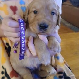 Purple - Golden female Golden Retriever puppy in Lanesboro, Minnesota from Eagle Ridge Golden Retrievers