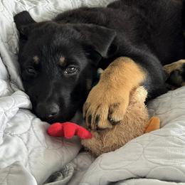Boy 2 - male German Shepherd puppy in Spokane, Washington from Vom Haus Elbrus Kennel