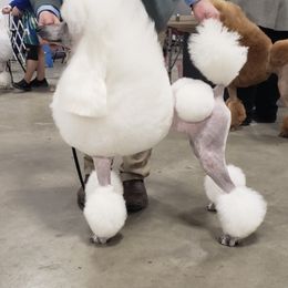 Poodle Puppies from Bonnie Weyrauch