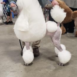 Poodle Puppies from Bonnie Weyrauch