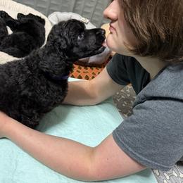 Poodle Puppies from Risa Poodles