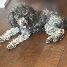 Stormi - Poodle