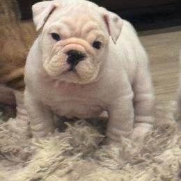 Pearl - White female Bulldog puppy in Kirbyville, Texas from Empire Bulldogs & French Bulldogs