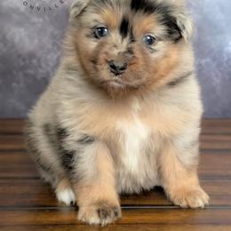 Chanel - Blue merle female Australian Shepherd puppy in Fultonville, New York from Sandy Aussies & Pomeranians