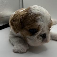 Enchanting Charlies Perfect Fit - Red and white female English Toy Spaniel puppy in Pennsylvania from Enchanting Charlies